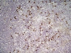 CD11b Antibody (M1/70.15) - BSA Free, Novus Biologicals 0.1mg; Unlabeled:Antibodies,