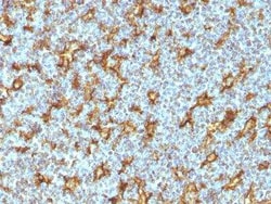 CD11c Antibody (ITGAX/1242), Novus Biologicals 0.02mg; Unlabeled:Antibodies,