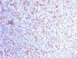 CD11c Antibody (ITGAX/1284), Novus Biologicals:Antibodies:Primary Antibodies