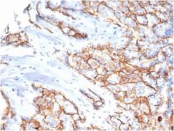 CD133 Antibody (PROM/6316) - Azide and BSA Free, Novus Biologicals 100