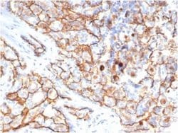 CD133 Antibody (PROM/6316) - Azide and BSA Free, Novus Biologicals 100