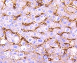 CD14 Antibody (SC69-02), Novus Biologicals 100&mu;L:Antibodies, Monoclonal