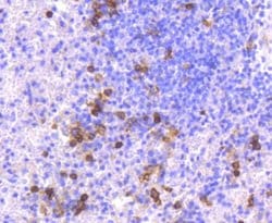 CD14 Antibody (SC69-02), Novus Biologicals 100&mu;L:Antibodies, Monoclonal