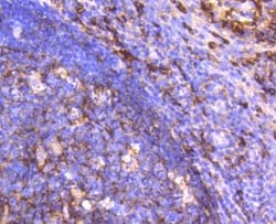CD14 Antibody (SC69-02), Novus Biologicals 100&mu;L:Antibodies, Monoclonal