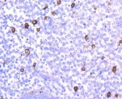 CD14 Antibody (SC69-02), Novus Biologicals 100&mu;L:Antibodies, Monoclonal