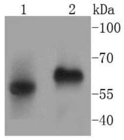 CD14 Antibody (SC69-02), Novus Biologicals 100&mu;L:Antibodies, Monoclonal