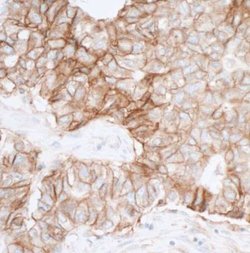 CD155/PVR Antibody (BLR074G), Novus Biologicals 100 &mu;L; Unconjugated:Antibodies,
