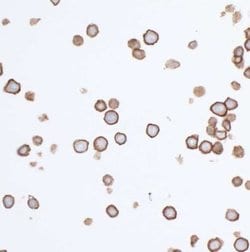 CD155/PVR Antibody (BLR074G), Novus Biologicals 100 &mu;L; Unconjugated:Antibodies,