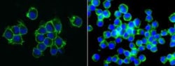 CD155/PVR Rabbit anti-Mouse, Clone: 305, Novus Biologicals 50 &mu;g; Unconjugated:Antibodies,