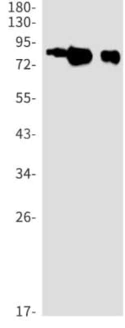 CD155/PVR Antibody (S04-2C7), Novus Biologicals:Antibodies:Primary Antibodies