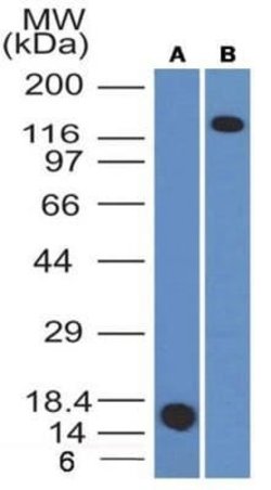 CD163 Antibody (6D3.2F3) - Azide and BSA Free, Novus Biologicals 0.1 mg;