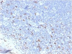 CD163 Antibody (M130/3708R) - Azide and BSA Free, Novus Biologicals 100 &mu;g | Buy Online | Novus Biologicals | Fisher Scientific