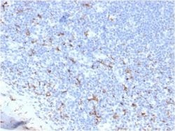 CD163 Rabbit anti-Human, Clone: M130/3708R, Novus Biologicals:Antibodies:Primary