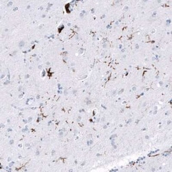 CD163 Antibody (CL10652), Novus Biologicals 25 &mu;g; Unconjugated:Antibodies,