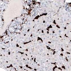 CD163 Antibody (CL10652), Novus Biologicals 25 &mu;g; Unconjugated:Antibodies,