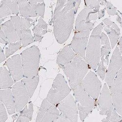 CD163 Antibody (CL10652), Novus Biologicals 25 &mu;g; Unconjugated:Antibodies,