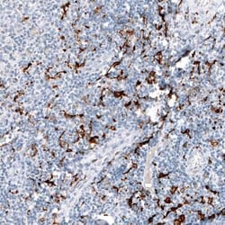 CD163 Antibody (CL10652), Novus Biologicals 25 &mu;g; Unconjugated:Antibodies,