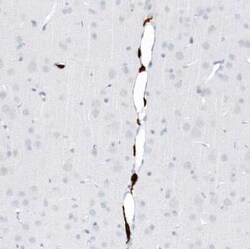 CD163 Antibody (CL10652), Novus Biologicals 25 &mu;g; Unconjugated:Antibodies,