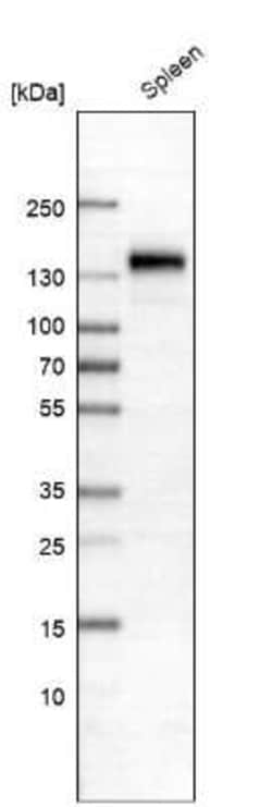 CD163 Antibody (CL10652), Novus Biologicals 25 &mu;g; Unconjugated:Antibodies,