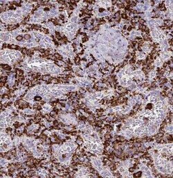 CD163 Antibody, Novus Biologicals 25 &mu;L, Unconjugated:Antibodies, Polyclonal