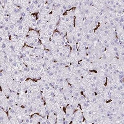 CD163 Antibody, Novus Biologicals 25 &mu;L, Unconjugated:Antibodies, Polyclonal