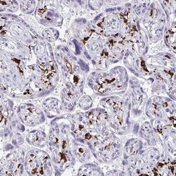 CD163 Antibody, Novus Biologicals 25 &mu;L, Unconjugated:Antibodies, Polyclonal