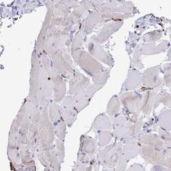 CD163 Antibody, Novus Biologicals 25 &mu;L, Unconjugated:Antibodies, Polyclonal