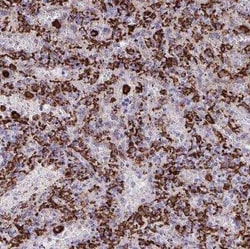 CD163 Antibody, Novus Biologicals 25 &mu;L, Unconjugated:Antibodies, Polyclonal