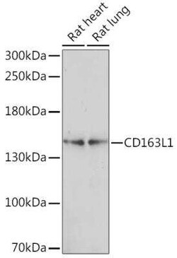 CD163L1 Antibody - Azide and BSA Free, Novus Biologicals 0.02 mL | Buy Online | Novus Biologicals | Fisher Scientific
