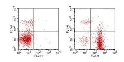 CD19 Antibody (1D3) - Azide and BSA Free, Novus Biologicals 100 ug; Unconjugated:Antibodies,