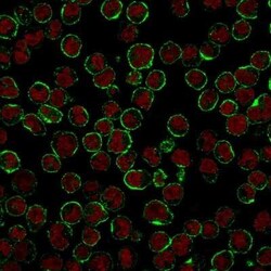 CD19 Antibody (CVID3/429), Novus Biologicals 0.02 mg | Buy Online | Novus Biologicals | Fisher Scientific