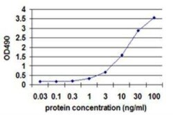 CD19 Antibody Pair, Novus Biologicals 1 Set; Unconjugated:Antibodies