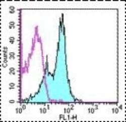 CD1d Antibody (1B1) - BSA Free, Novus Biologicals:Antibodies:Primary Antibodies