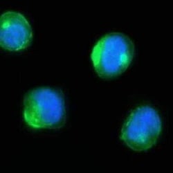 CD2 Antibody (HuLy-m1), Novus Biologicals 0.1mg; Unlabeled:Antibodies,