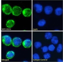 CD2, Rabbit anti-Human, Clone: YTH 655, Novus Biologicals:Antibodies:Primary