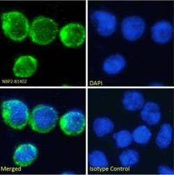 CD2, Rat anti-Human, Clone: YTH 655, Novus Biologicals:Antibodies:Primary