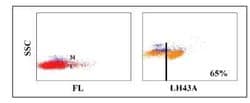 CD2 or CD6 Predicted Antibody (LH43A), Novus Biologicals 0.1mg:Antibodies,