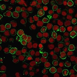 CD20 Antibody (rIGEL/773), Novus Biologicals:Antibodies:Primary Antibodies