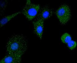 CD21 Antibody (SC0681), Novus Biologicals 100&mu;L:Antibodies, Monoclonal