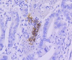 CD21 Antibody (SC0681), Novus Biologicals 100&mu;L:Antibodies, Monoclonal