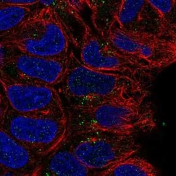 CD24 Antibody, Novus Biologicals 25ul; Unconjugated:Antibodies, Polyclonal