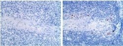 CD25/IL-2R alpha Rat anti-Mouse, Rat, Clone: AP-MAB0710, Novus Biologicals