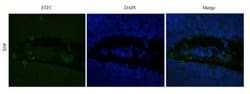 CD25/IL-2R alpha Antibody (Basiliximab) - Chimeric - Azide and BSA Free,
