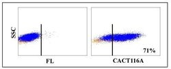 CD25/IL-2R alpha Antibody (CACT116A), Novus Biologicals 0.1mg:Antibodies,
