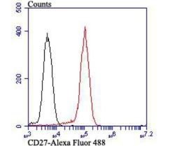 CD27/TNFRSF7 Antibody (JB40-98), Novus Biologicals 100 &mu;L | Buy Online | Novus Biologicals | Fisher Scientific