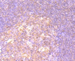 CD27/TNFRSF7 Antibody (JB40-98), Novus Biologicals 100 &mu;L | Buy Online | Novus Biologicals | Fisher Scientific
