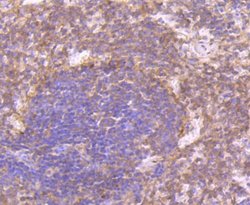 CD27/TNFRSF7 Antibody (JB40-98), Novus Biologicals 100 &mu;L | Buy Online | Novus Biologicals | Fisher Scientific
