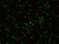 CD27/TNFRSF7 Rabbit anti-Mouse, Clone: 12, Novus Biologicals:Antibodies:Primary