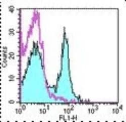 CD27/TNFRSF7 Antibody (LG.7F9) - BSA Free, Novus Biologicals:Antibodies:Primary