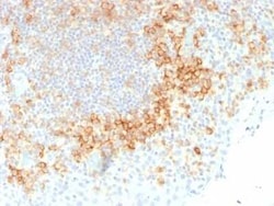 CD27/TNFRSF7 Antibody (LPFS2/1611), Novus Biologicals:Antibodies:Primary